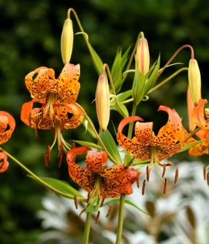 turks-cap-lily-native-flower turks-cap-lily-native-flower