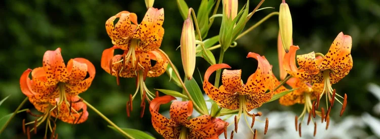 turks-cap-lily-native-flower