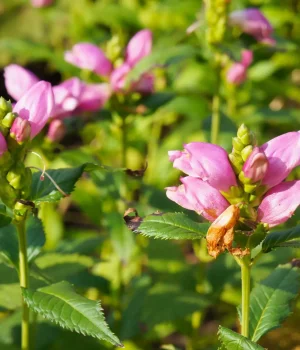 turtlehead-native-flower-in-bloom #image_title