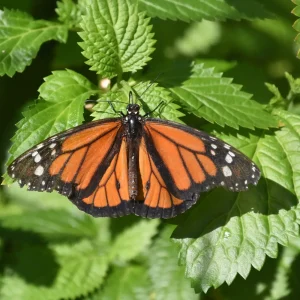 viceroy-butterfly-malus-host-plant