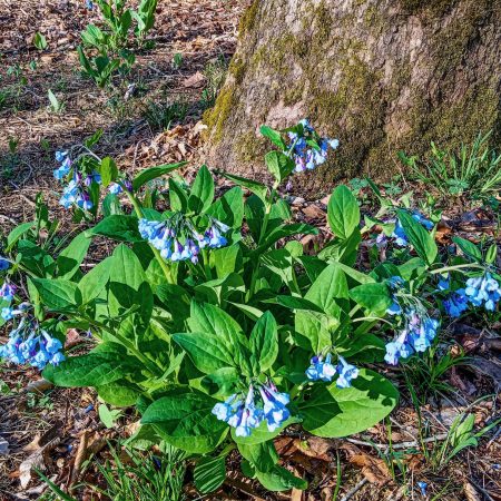 virginia-bluebells-native-landscaping-for-shade