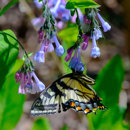 virginia-bluebells-native-pollinator-landscaping