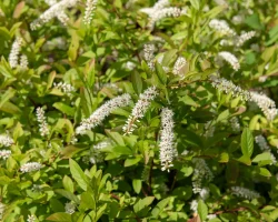 virginia-sweetspire-in-bloom-native-shrub #image_title