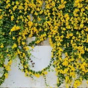wall-covered-in-carolina-jessamine-flowers