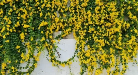 wall-covered-in-carolina-jessamine-flowers