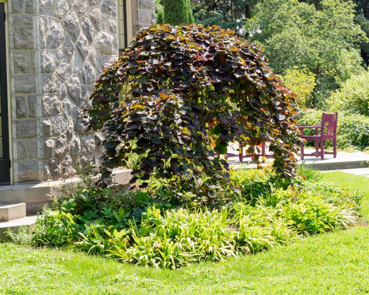 The weeping redbud cultivar looks stunning up against a house at Stoneleigh in PA