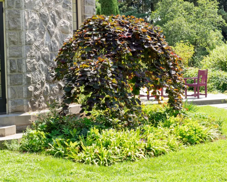 The weeping redbud cultivar looks stunning up against a house at Stoneleigh in PA