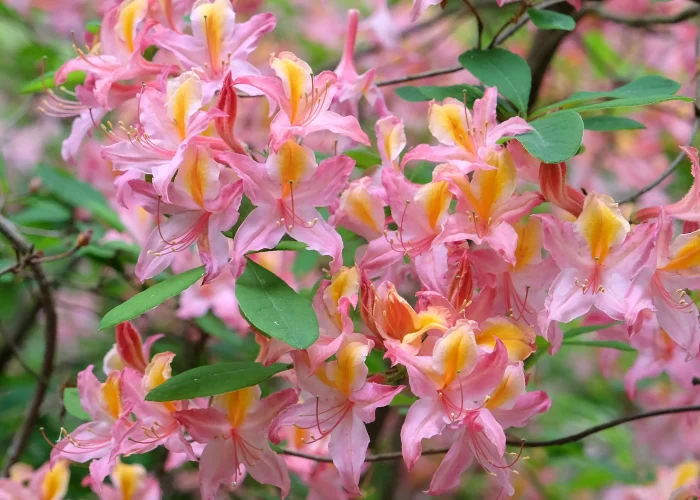 western-azalea-native-flower-in-bloom