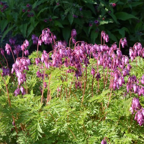 Bleeding Hearts: Native Shade Plants That Bloom, Then Bow Out
