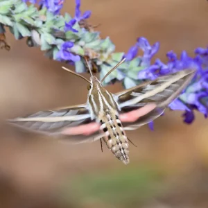 white-lined-sphinx-moth-native-crabapple-host-plant