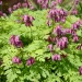 wild-fringed-bleeding-heart-native-flower