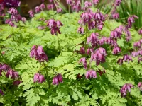 wild-fringed-bleeding-heart-native-flower