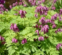wild-fringed-bleeding-heart-native-flower