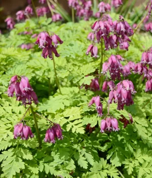 wild-fringed-bleeding-heart-native-flower wild-fringed-bleeding-heart-native-flower