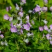 wild-geranium-native-flower-Geranium-maculatum