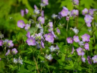 wild-geranium-native-flower-Geranium-maculatum