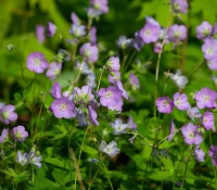 wild-geranium-native-flower-Geranium-maculatum