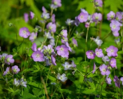 wild-geranium-native-flower-Geranium-maculatum