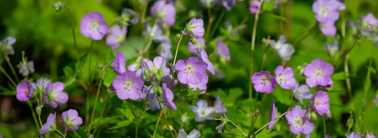 wild-geranium-native-flower-Geranium-maculatum