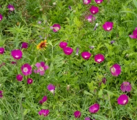 winecup-native-penstemon-landscaping