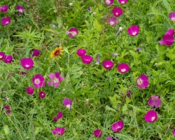 winecup-native-penstemon-landscaping