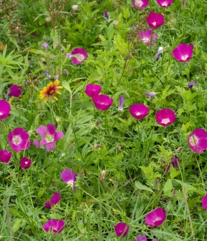 winecup-native-penstemon-landscaping winecup-native-penstemon-landscaping