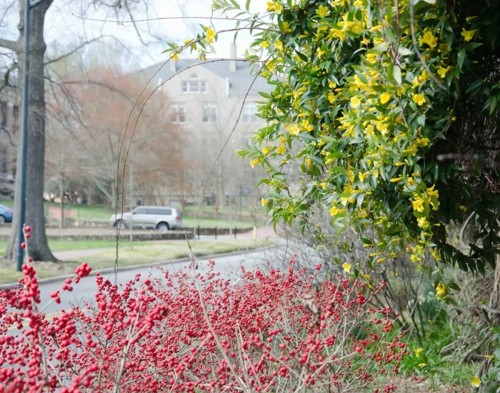 Winterberries + Carolina jessamine = early spring color