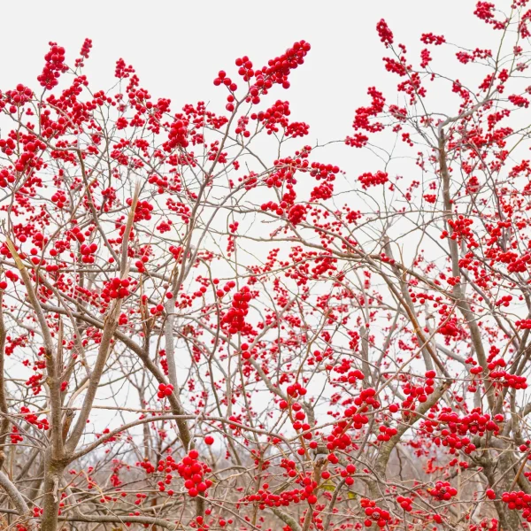 winterberry-branches-in-the-winter-native-shrub