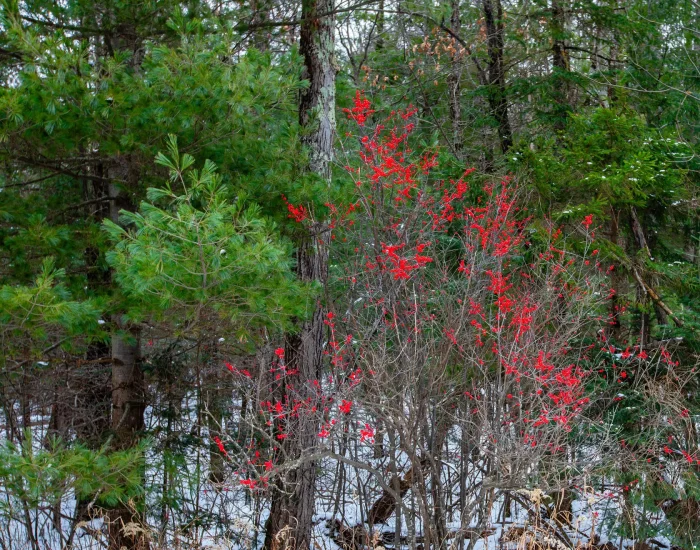 The brightness of the berries in snowy climates is electric
