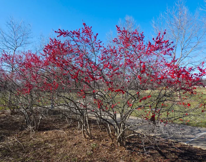 Plant multiple winterberries along a driveway for green leaves in the summer and berries in the winter