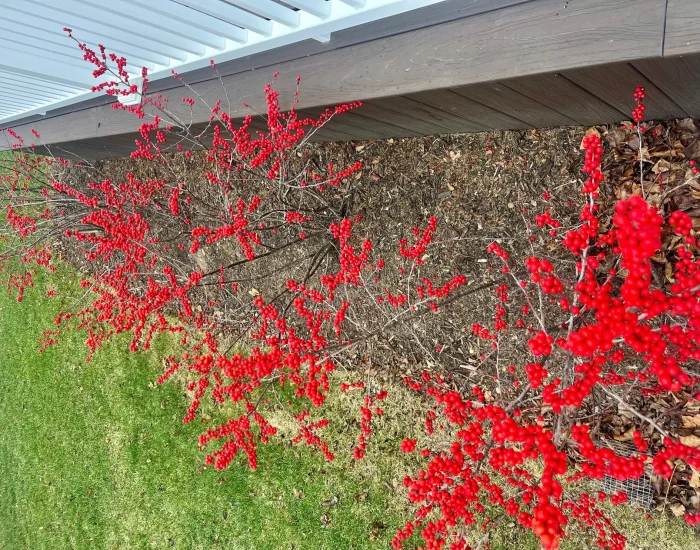Plant winterberries against fences for a brightness