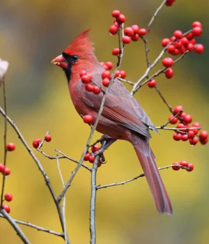 winterberry-native-shrub-with-cardinal-berries #image_title