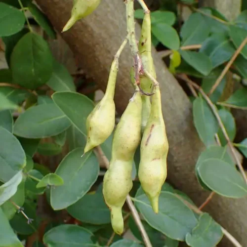 aptenia cordifolia variegata Aptenia cordifolia variegata – The Plant Broker main image 0