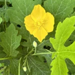 wood-poppy-celandine-poppy-native-flower