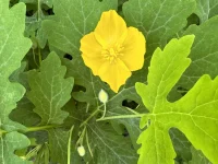 wood-poppy-celandine-poppy-native-flower