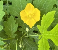 wood-poppy-celandine-poppy-native-flower