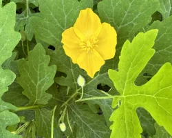 wood-poppy-celandine-poppy-native-flower