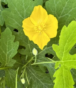 wood-poppy-celandine-poppy-native-flower