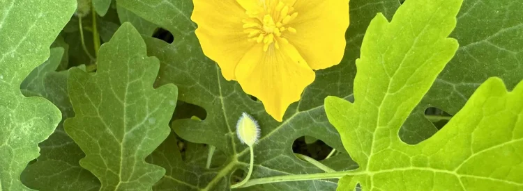wood-poppy-celandine-poppy-native-flower