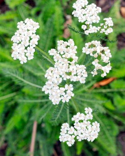 yarrow-at-temple-ambler-food-forest-native-garden yarrow-at-temple-ambler-food-forest-native-garden