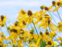 yellow-coneflower-native-pollinator-garden