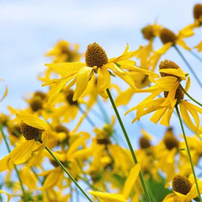 yellow-coneflower-native-pollinator-garden