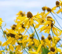 yellow-coneflower-native-pollinator-garden