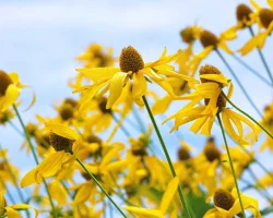 yellow-coneflower-native-pollinator-garden