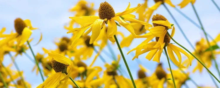 yellow-coneflower-native-pollinator-garden