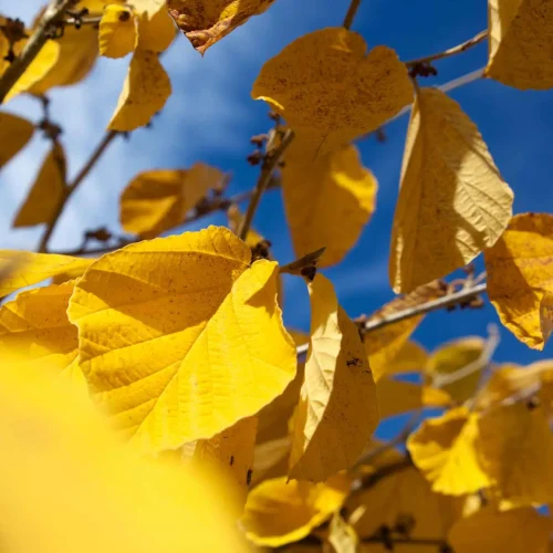 yellow-leaves-of-spring-witch-hazel-in-fall #image_title