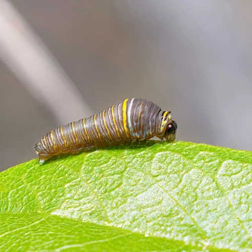 zebra-swallowtail-caterpillar-eating-a-pawpaw-leaf #image_title